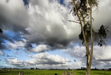 周琦已經開始參與對抗訓練,有望在常規賽第二階段復出.